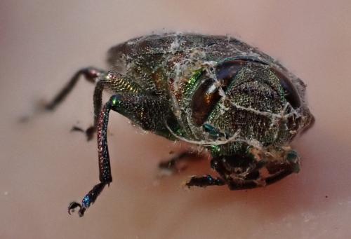 Chrysobothris affinis